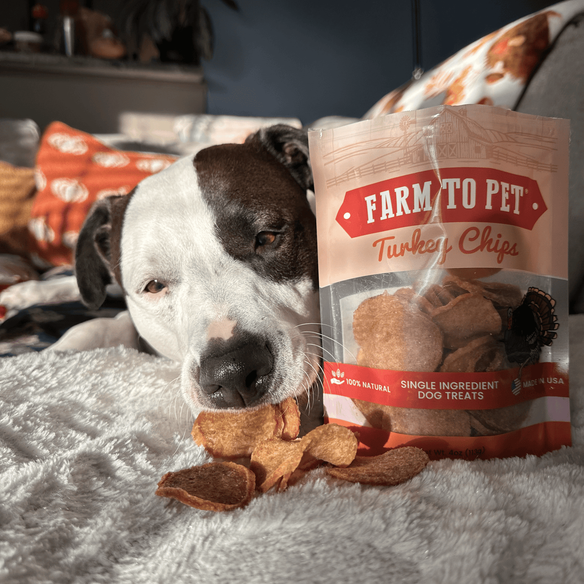 Single-Ingredient Turkey Chips Dog Treats