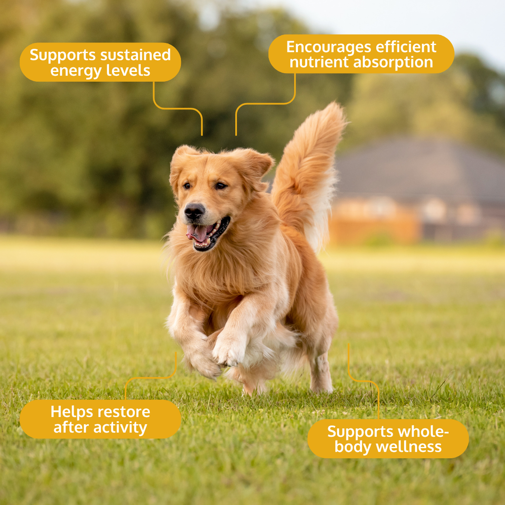 HOLI Goat Milk Powder for Dogs & Cats