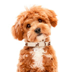 Ballon Beige Dog Collar | Premium Collar | SANDDOG
