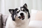 Dental Health Bundle — Topper + Salmon Skin Chews