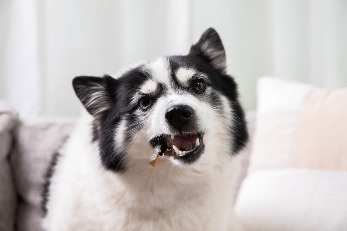 Dental Health Bundle — Topper + Salmon Skin Chews